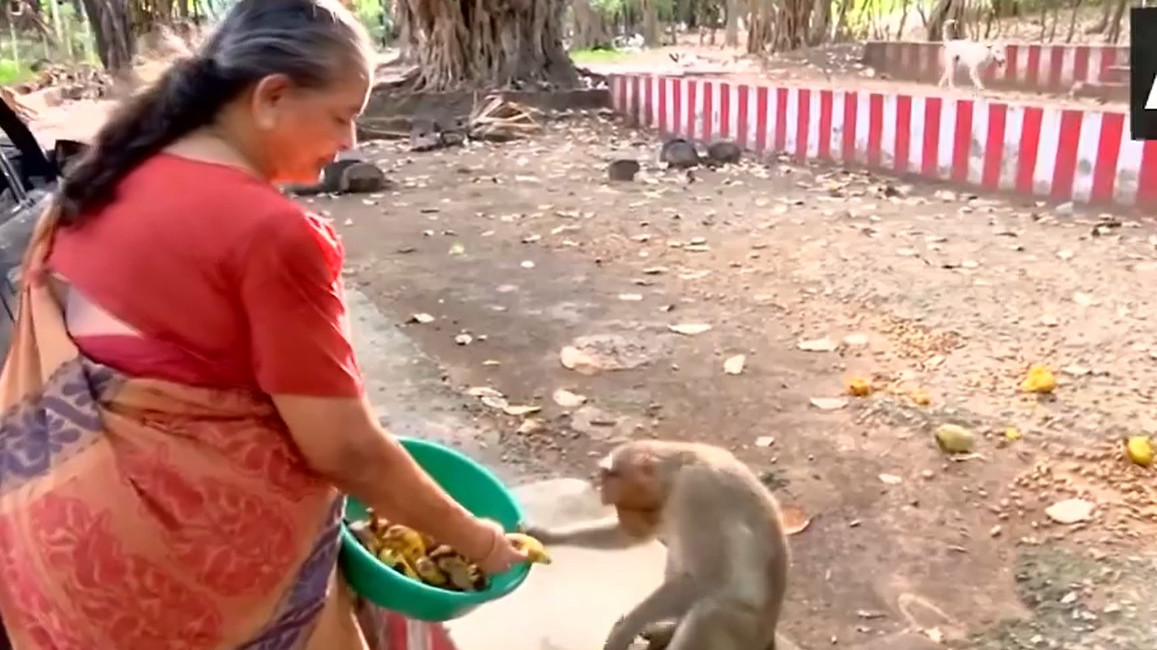 Retired police officer Malathi feeds hundreds of monkeys with her pension money