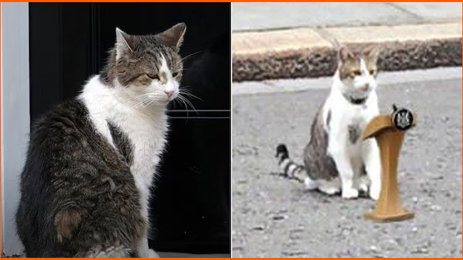 Larry the Cat remains permanent even as six UK Prime Ministers change