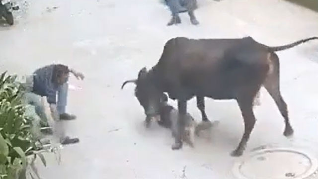 Cow attacks and tramples boy in Delhi also attacks rescuer