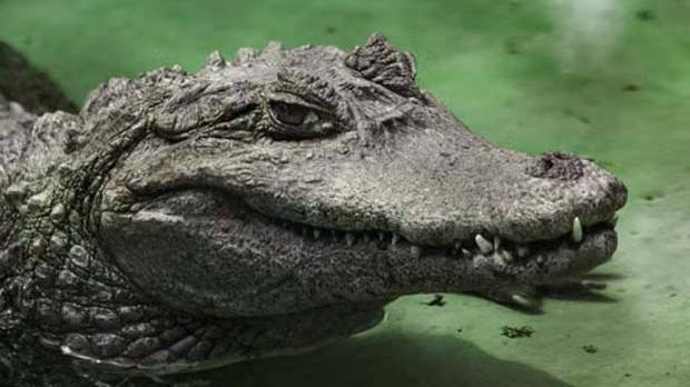 Crocodile in agricultural well creates panic among farmers