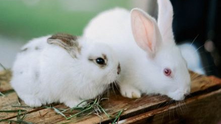 Rabbit facts many people do not know about
