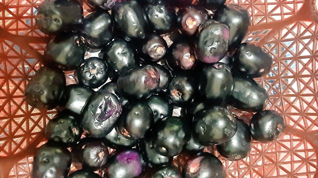 Is there a link between Jamun fruit and drought