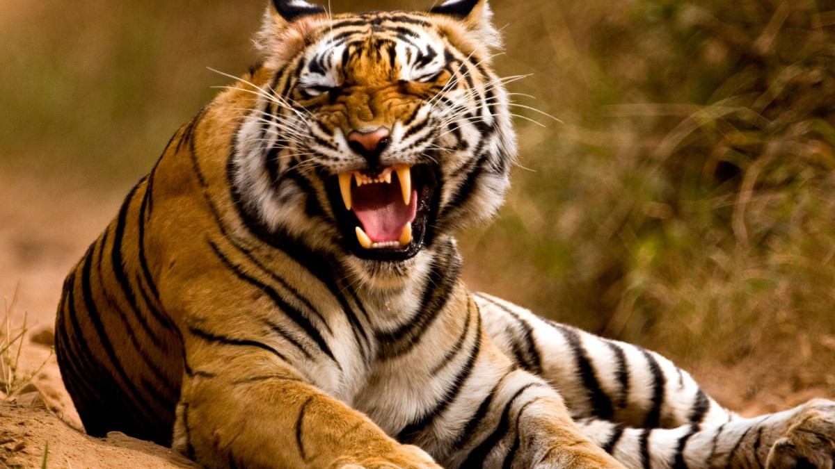 Polavaram Tiger movement 11 villages on high alert
