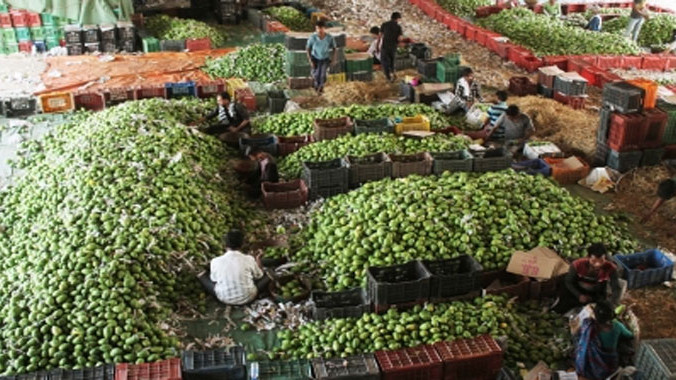 Andhra Banganapalli mangoes reach Singapore via sea route