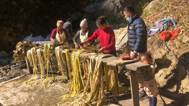 Japanese currency notes growing in Nepal hills secret revealed