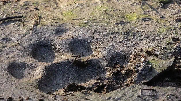Shamshabad leopard fear ends as locals breathe sigh of relief