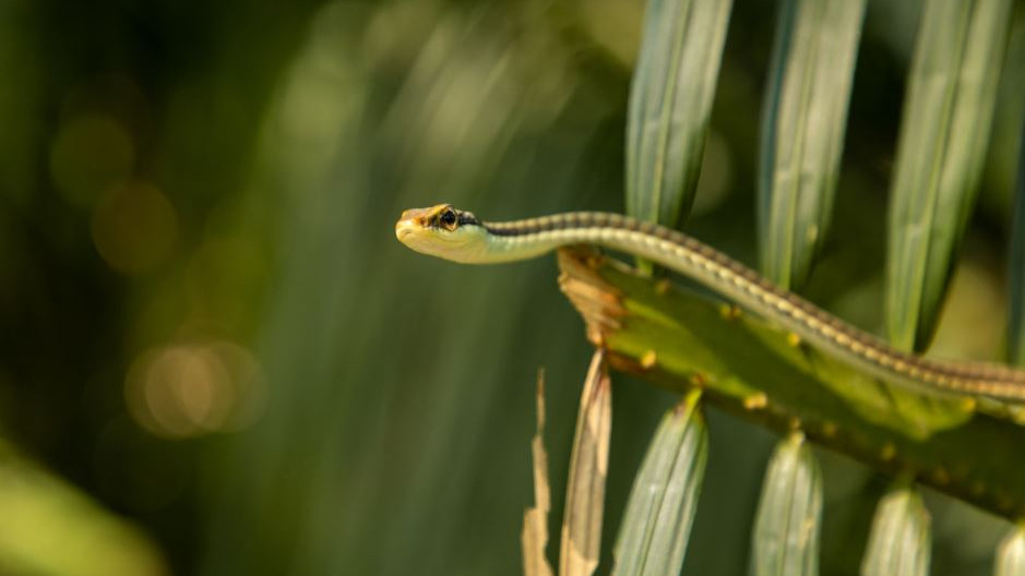 Are you growing these 5 plants Danger of snakes entering your home