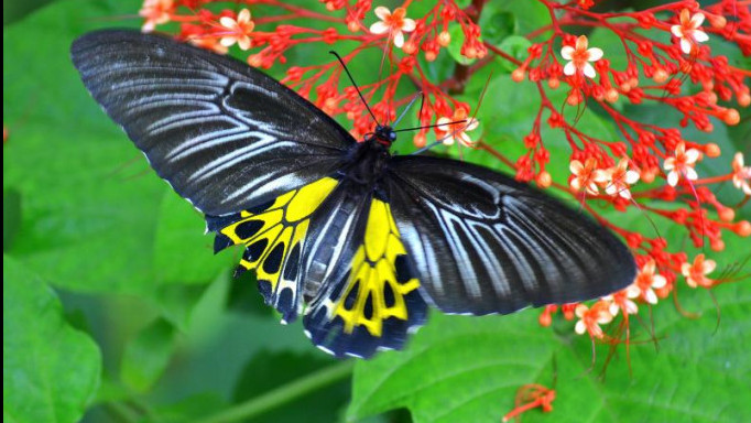 Rare Largest Butterfly Spotted for the First Time in Telangana