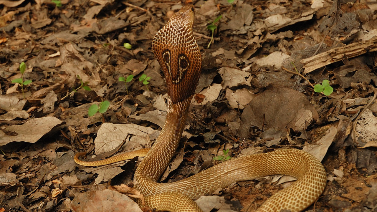 Snakes scare Hyderabad residents as venomous snake threat increases