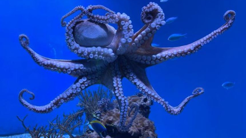 Octopus challenges science and shocking facts you should know