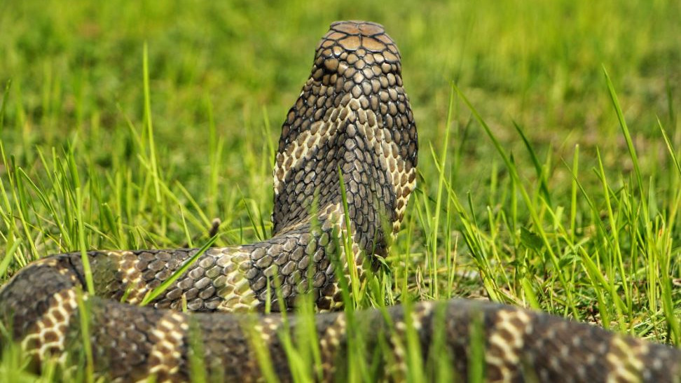 King Cobra is the only snake in the world that builds a nest