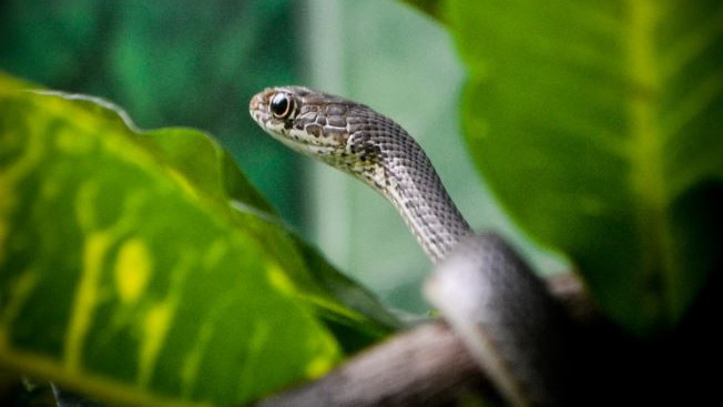Snakes common myths and facts circulating are completely false