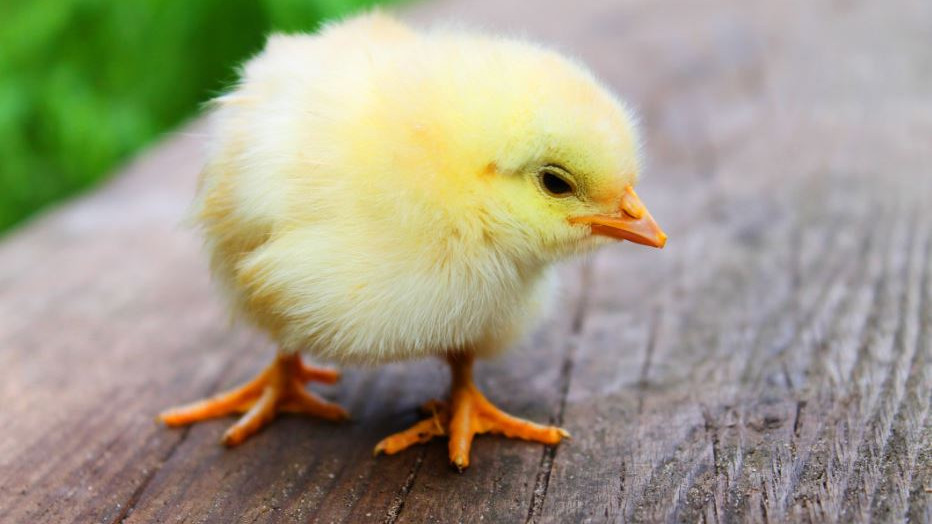 Not science fiction a chick was born from an artificial egg