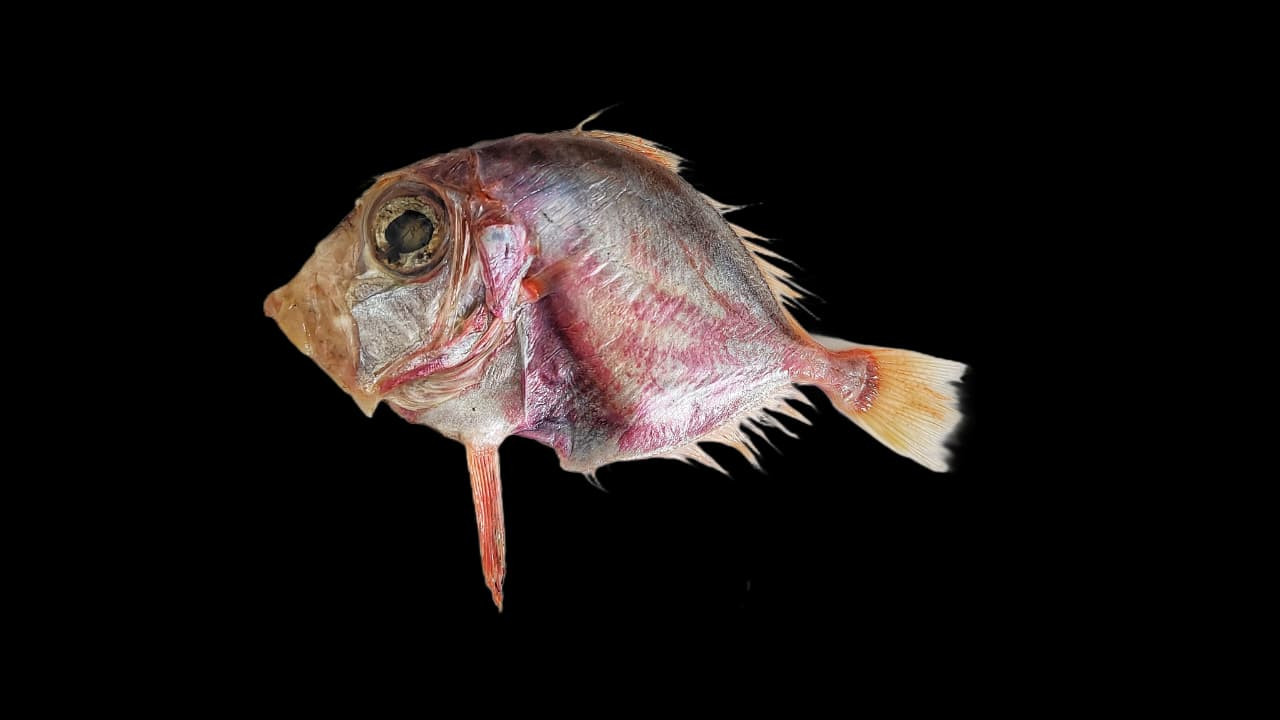 Indian Dory A new type of fish off the Kerala coast