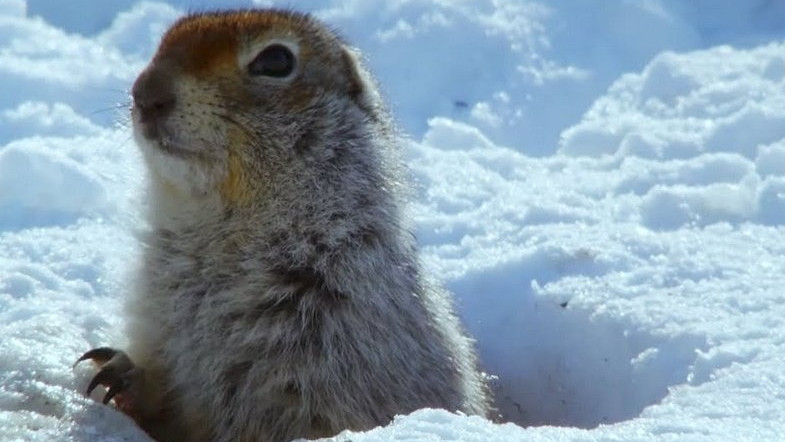 Arctic ground squirrel survival in sub-zero temperatures offers medical hope