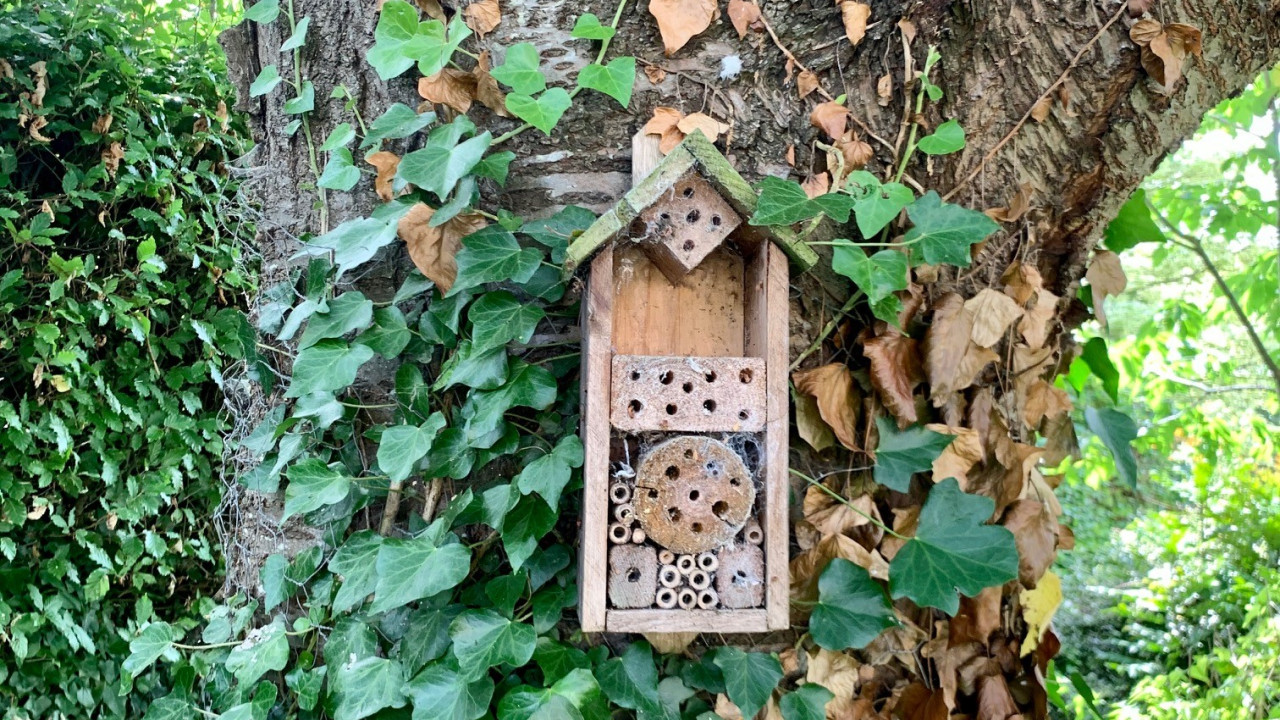 Bee hotels to save bees a new perspective revealed in research