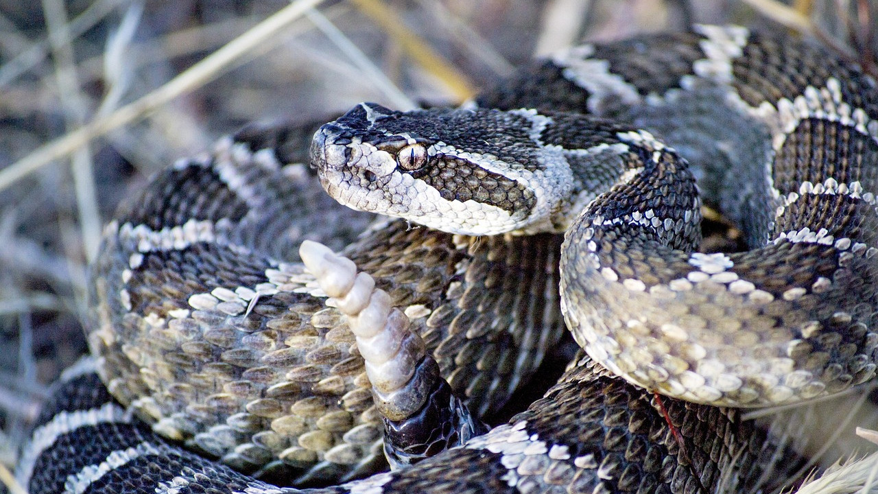 This US state is home to deadly venomous snakes