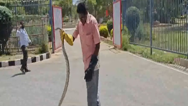 Massive snake in Tirumala Devotees terrified