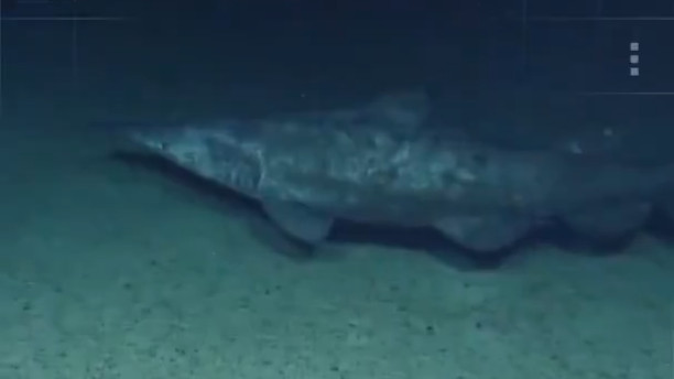 Goblin Shark 125 million year old living fossil filmed for the first time by scientists