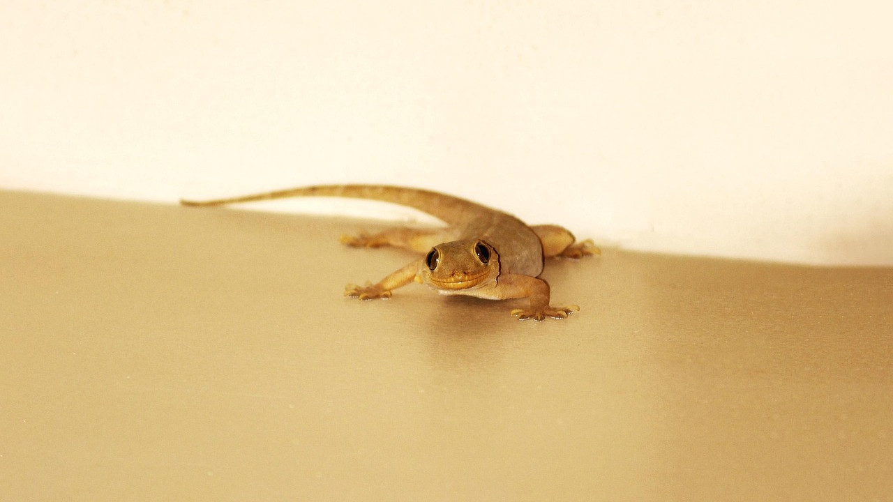 How to get rid of lizards naturally