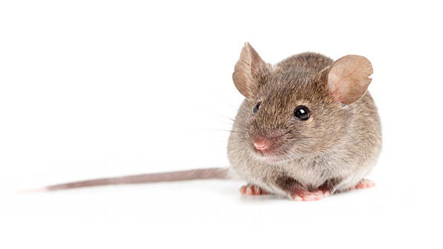 Andean leaf eared mouse survives where humans cannot to amaze scientists