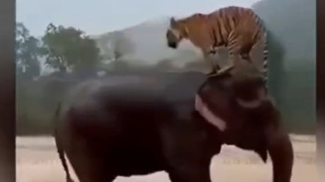 Elephant saves tiger in floods AI created magic