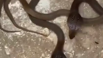 Cobra snakelets cause stir in Hyderabad Madhuranagar Police Station