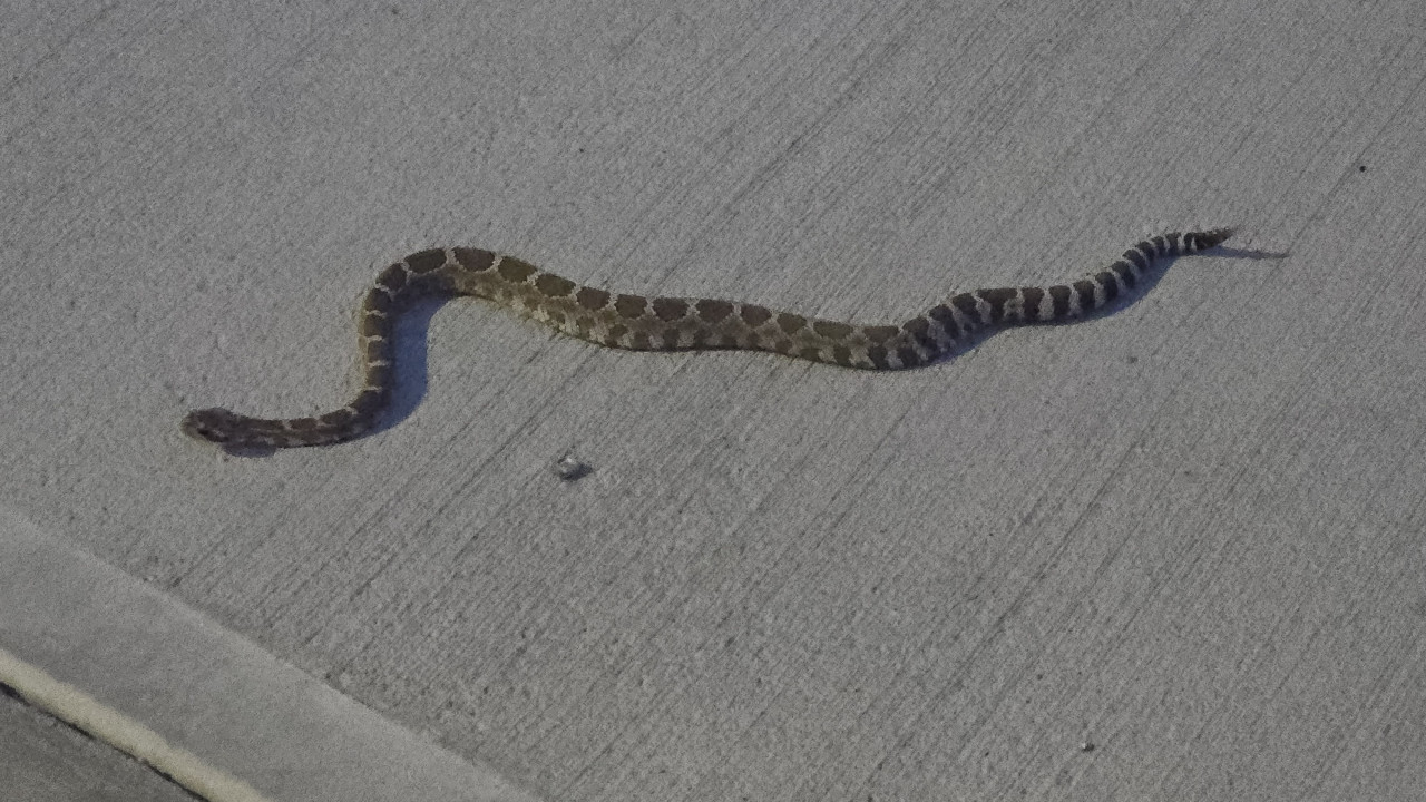 Rattlesnake bite survivor lives after receiving 54 vials of antivenom