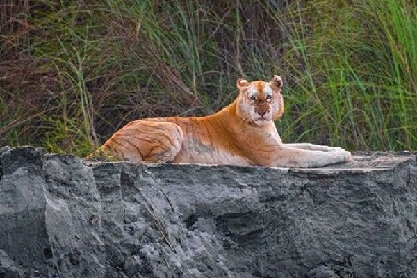 Rare Golden Tiger has seen in Kaziranga National Park