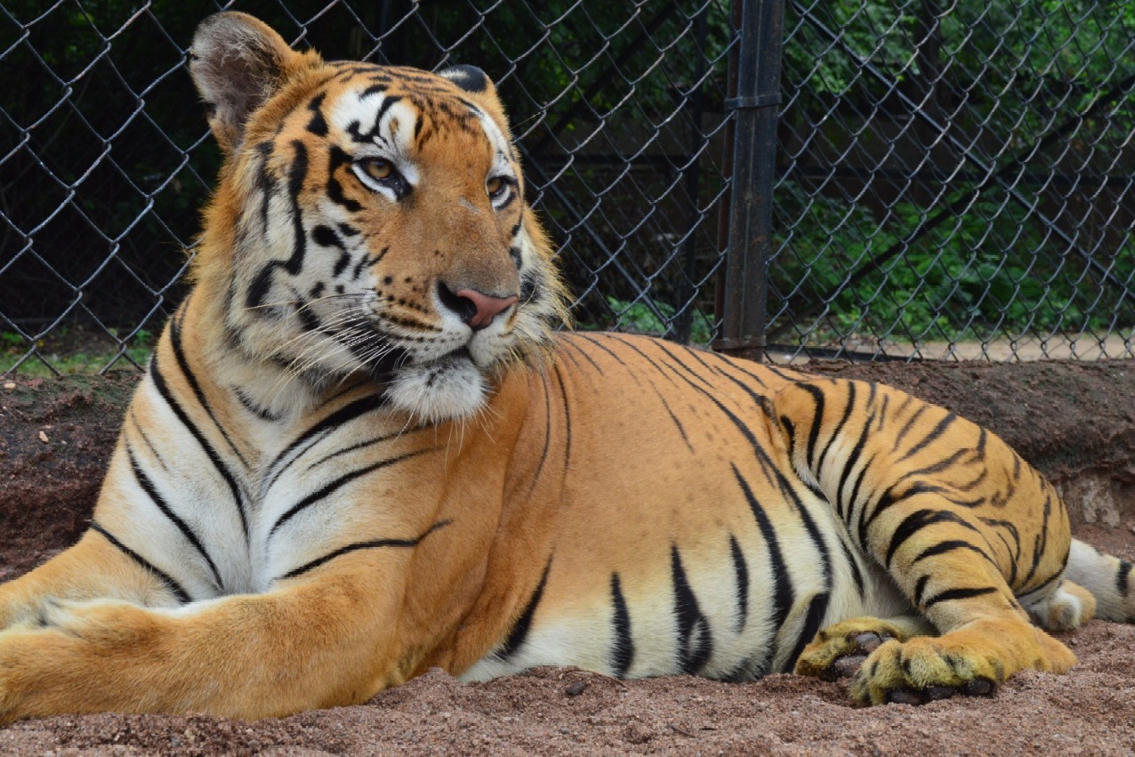 Tiger dies in Hyderabad zoo