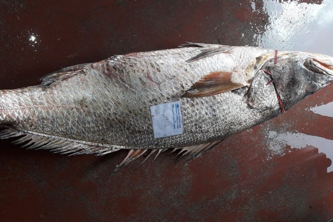 telia fish sold at Rs one and half lakh in Bhadrak