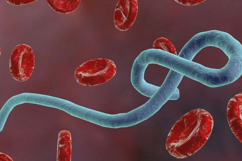 Ebola virus spreading across congo river