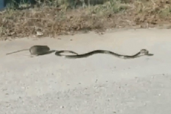 Mother rat chases away snake to protect baby