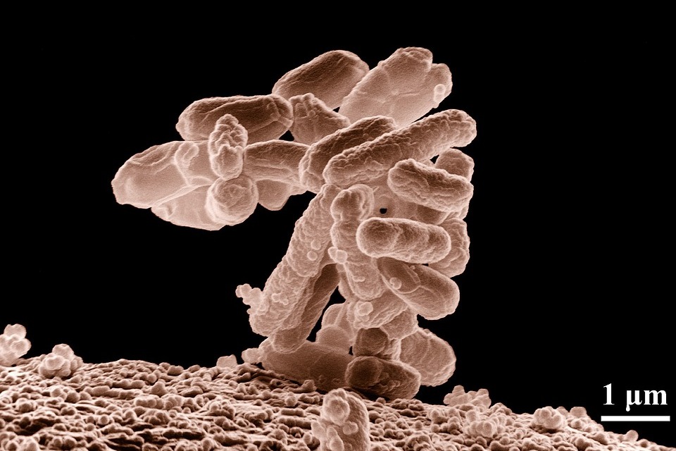 study says bacteria good for child
