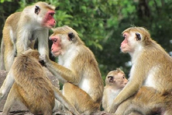 Monkeys ran away with cash and gold in Tamil Nadu