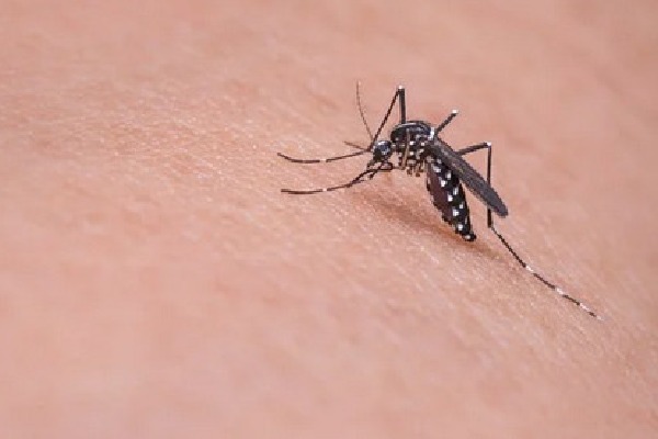 Mosquito prevention through natural ways