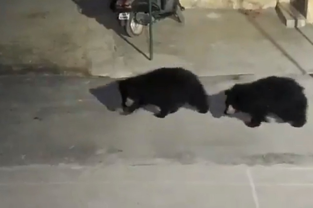 Bears in Police Station video Goes Viral