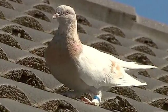 Australian authorities hunt for a dove reportedly came from US