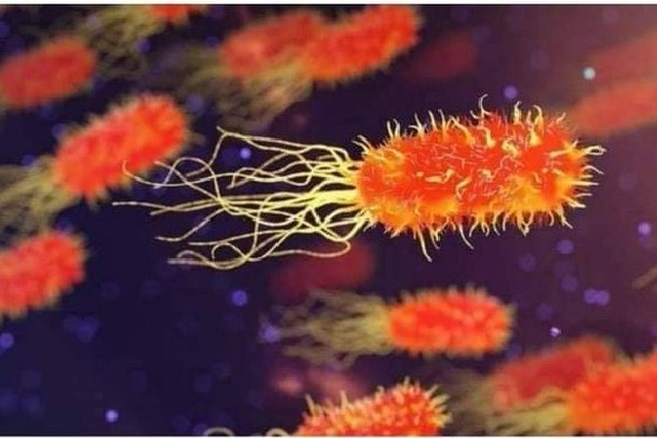 Shigella infection traces in Kerala 
