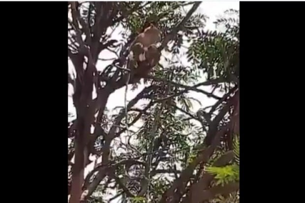 Monkeys taken corona samples and climbed a tree