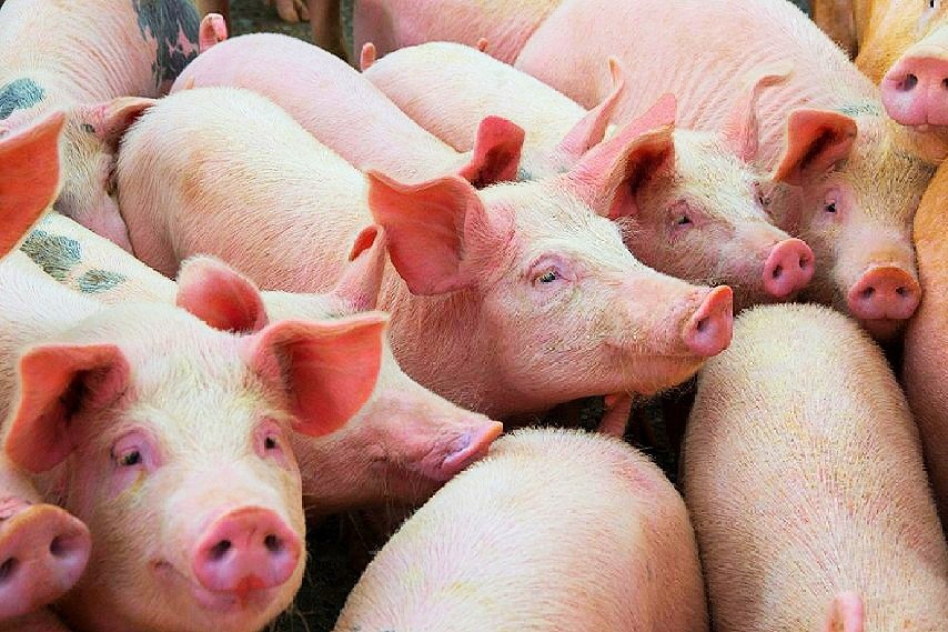China says no harm with Swine Flu latest version