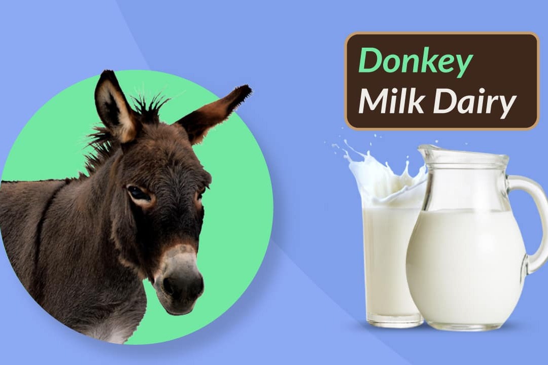 India to soon get dairy for donkey milk