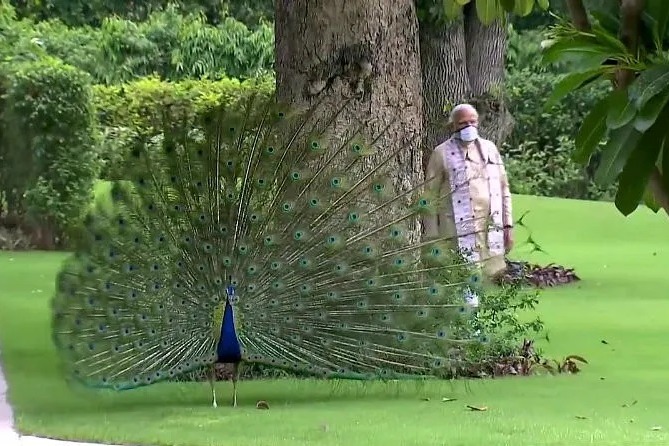 Narendra Modi With Peacocks Pics Viral