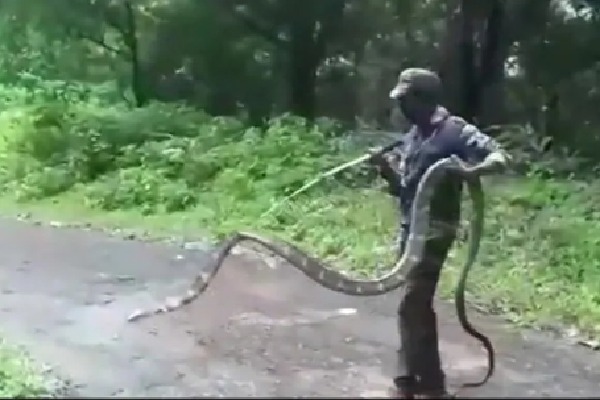 15 feet King Cobra rescued by forest officials in Tamil Nadu