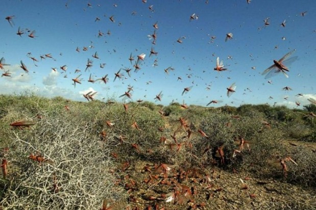 India may face bigger locust attack warns UNO