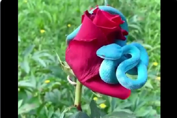 Blue colour pit viper attracts attentions on social media