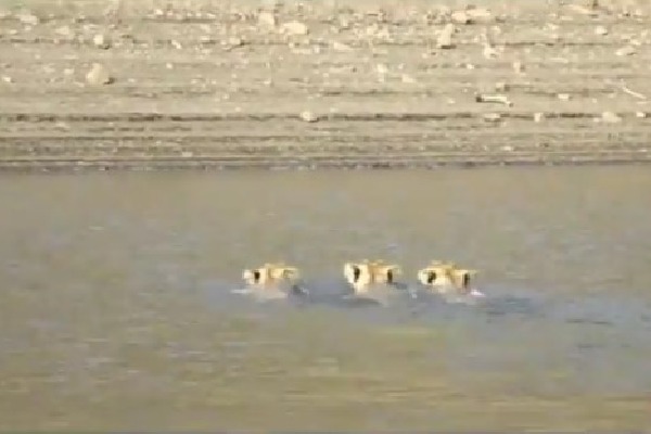 Lions swims in a reservoir at Gir Forest
