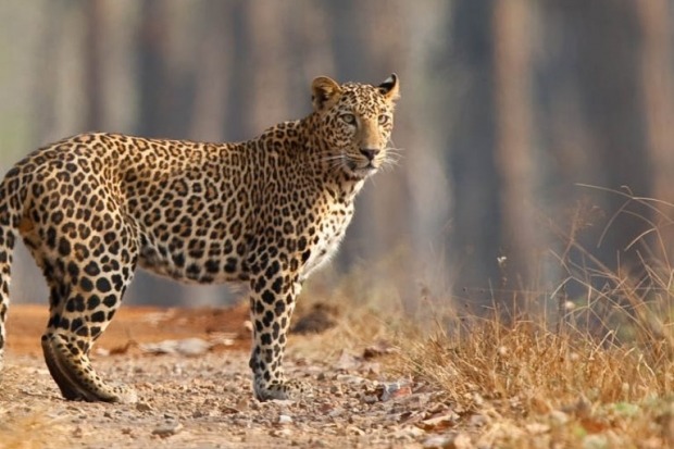 Leopard wandering in Tirumala karnataka satra