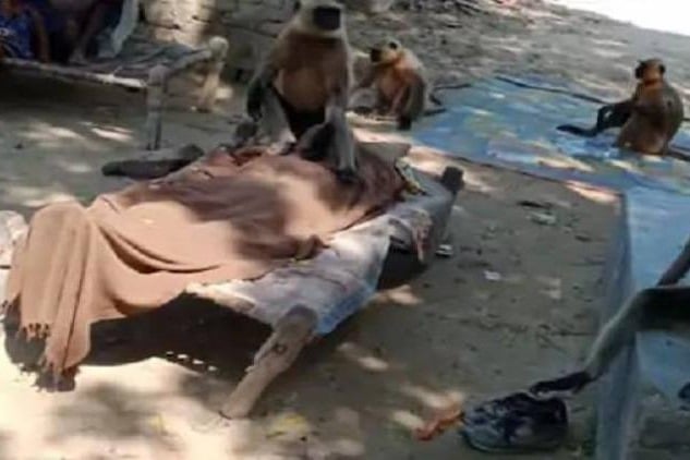 A flock of monkeys reached the weeds of an elderly woman became a matter of discussion