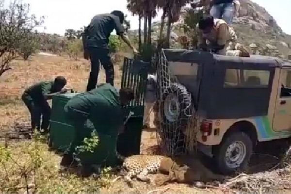 Leopard dies of internal wounds while shifting to Zoo